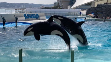 鴨川シーワールドに投稿された画像（2022/3/25）