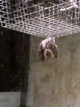 天王寺動物園に投稿された画像（2022/3/25）