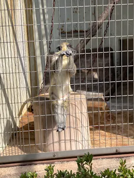 天王寺動物園に投稿された画像（2022/3/25）