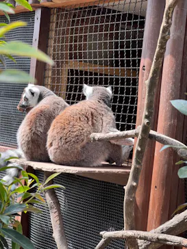神戸どうぶつ王国に投稿された画像（2022/3/25）