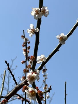 三溪園に投稿された画像（2022/3/25）