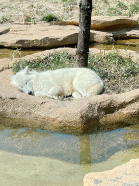 那須どうぶつ王国に投稿された画像（2022/3/25）