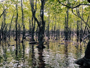西表島カヌー旅行人グッドアウトドアに投稿された画像（2022/3/25）