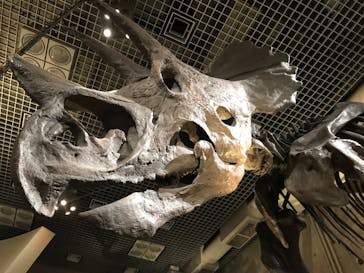 国立科学博物館に投稿された画像（2022/3/26）