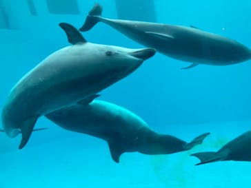 名古屋港水族館に投稿された画像（2022/3/26）