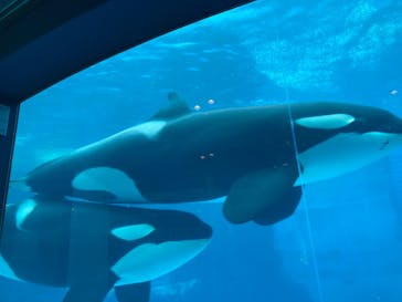 名古屋港水族館に投稿された画像（2022/3/26）