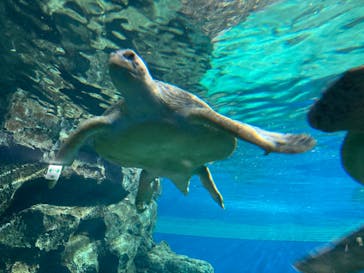 名古屋港水族館に投稿された画像（2022/3/26）