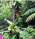 御菓子御殿　名護店　やんばる亜熱帯の森DINO恐竜PARKに投稿された画像（2022/3/26）