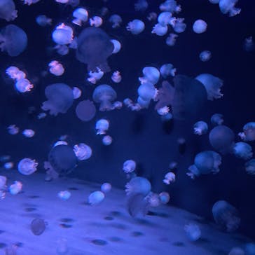 京都水族館に投稿された画像（2022/3/26）