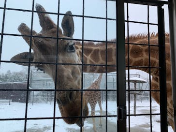 那須サファリパークに投稿された画像（2022/3/26）