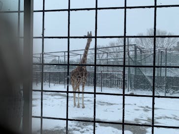 那須サファリパークに投稿された画像（2022/3/26）