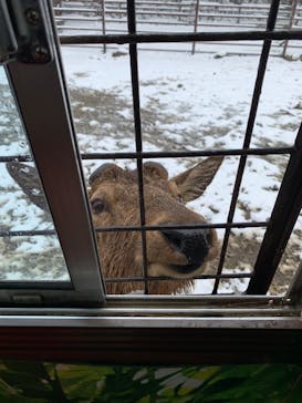 那須サファリパークに投稿された画像（2022/3/26）