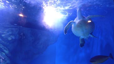 マクセル アクアパーク品川に投稿された画像（2022/3/26）