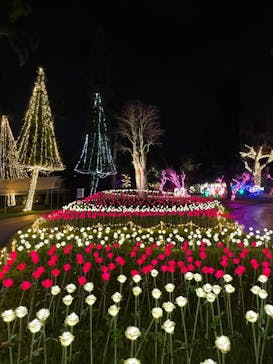 美らヤシパークオキナワ・東南植物楽園に投稿された画像（2022/3/26）