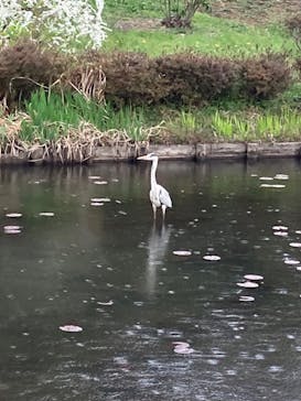 三溪園に投稿された画像（2022/3/26）