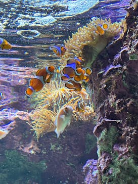 サンシャイン水族館に投稿された画像（2022/3/26）