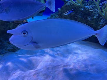 新江ノ島水族館に投稿された画像（2022/3/26）