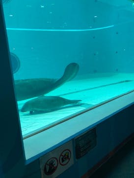 沖縄美ら海水族館に投稿された画像（2022/3/26）
