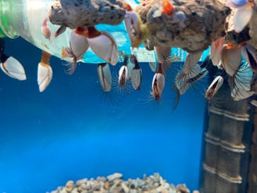 沖縄美ら海水族館に投稿された画像（2022/3/26）