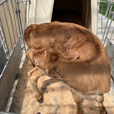 まかいの牧場に投稿された画像（2022/3/26）