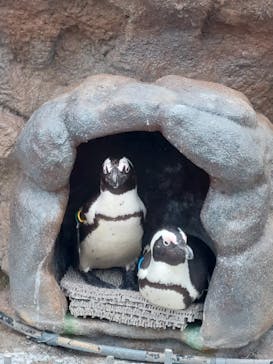 サンシャイン水族館に投稿された画像（2022/3/26）