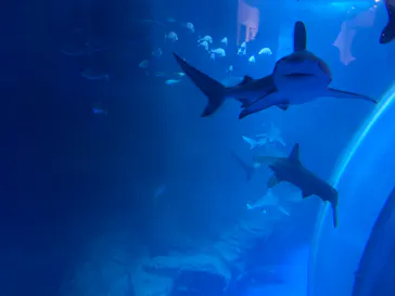 横浜・八景島シーパラダイスに投稿された画像（2022/3/26）