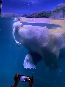 横浜・八景島シーパラダイスに投稿された画像（2022/3/26）