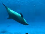 名古屋港水族館に投稿された画像（2022/3/26）