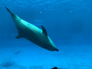 名古屋港水族館に投稿された画像（2022/3/26）