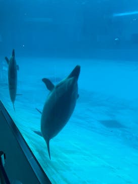 名古屋港水族館に投稿された画像（2022/3/26）