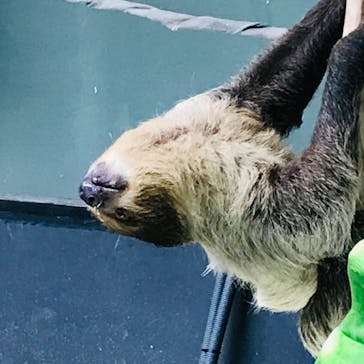 カワスイ 川崎⽔族館に投稿された画像（2022/3/26）