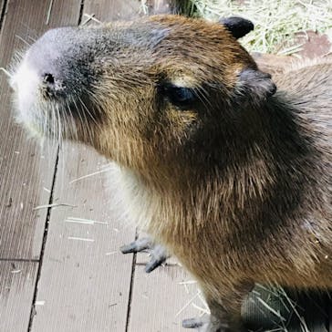 カワスイ 川崎⽔族館に投稿された画像（2022/3/26）