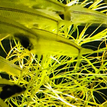 カワスイ 川崎⽔族館に投稿された画像（2022/3/26）