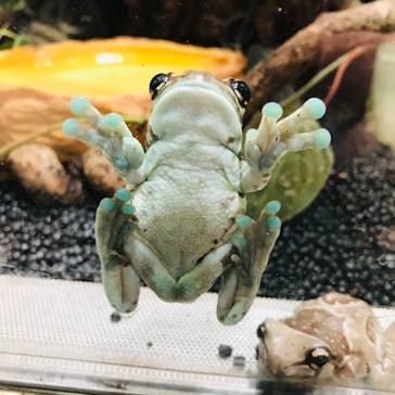 カワスイ 川崎⽔族館に投稿された画像（2022/3/26）