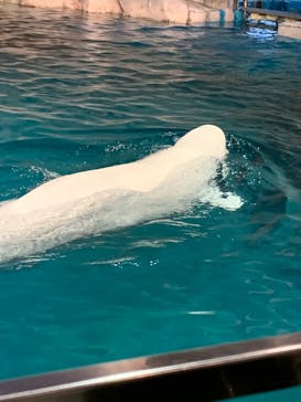 名古屋港水族館に投稿された画像（2022/3/26）