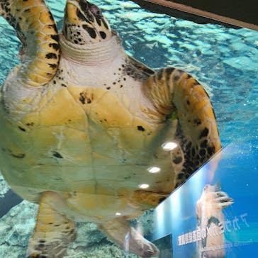 名古屋港水族館に投稿された画像（2022/3/26）