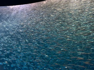 名古屋港水族館に投稿された画像（2022/3/26）