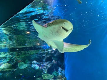 マクセル アクアパーク品川に投稿された画像（2022/3/26）