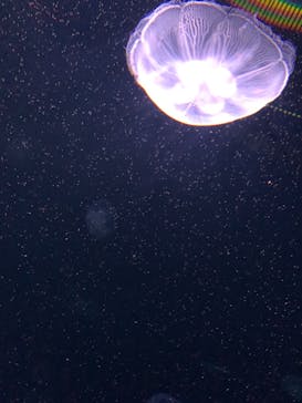 サンシャイン水族館に投稿された画像（2022/3/26）