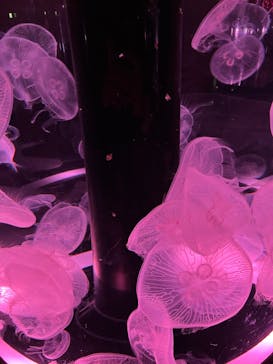 マクセル アクアパーク品川に投稿された画像（2022/3/26）