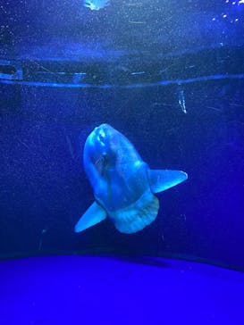 サンシャイン水族館に投稿された画像（2022/3/26）
