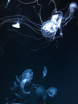 京都水族館に投稿された画像（2022/3/26）