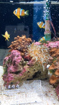 京都水族館に投稿された画像（2022/3/26）