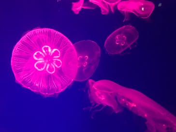 名古屋港水族館に投稿された画像（2022/3/26）