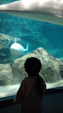 名古屋港水族館に投稿された画像（2022/3/26）