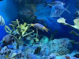 サンシャイン水族館に投稿された画像（2022/3/26）