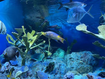 サンシャイン水族館に投稿された画像（2022/3/26）