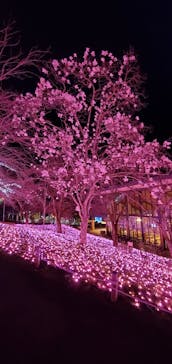 さがみ湖MORI MORIに投稿された画像（2022/3/26）