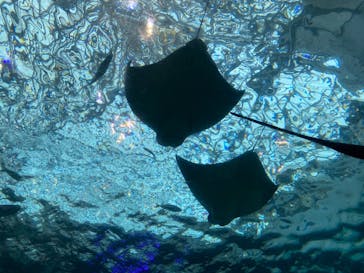 名古屋港水族館に投稿された画像（2022/3/26）