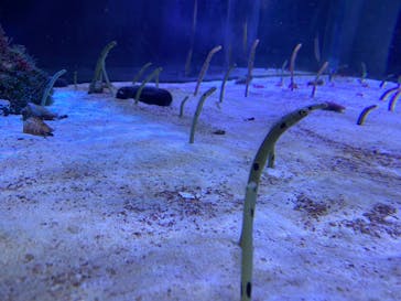 名古屋港水族館に投稿された画像（2022/3/26）